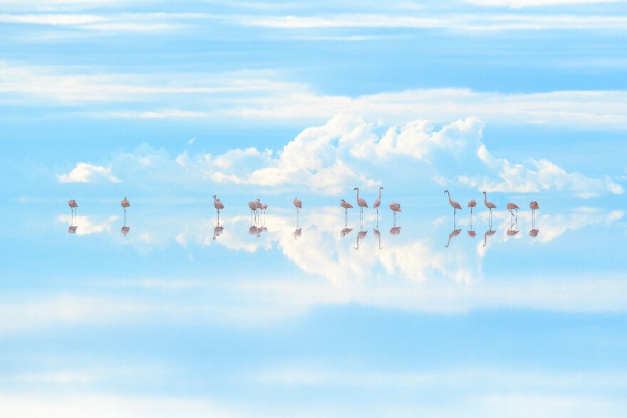 Flamingos gracefully preening on mirrored salt flats, ethereal reflection.